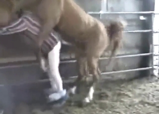 Dude's old bussy fucked by a hung horse here