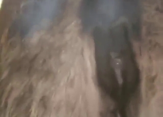 Checking out that mare pussy to get off hard