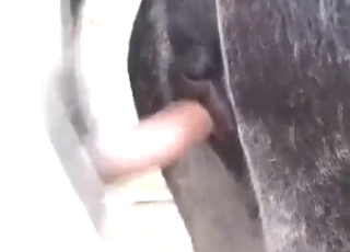 Checking out that mare pussy to get off hard