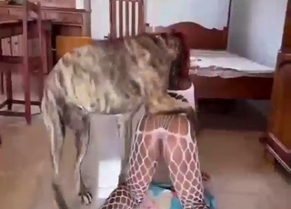 Zoo XXX with a bodysuit babe fucking a mutt