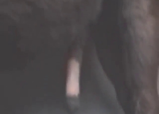 Zoophile porn looks great, animal needs a hole