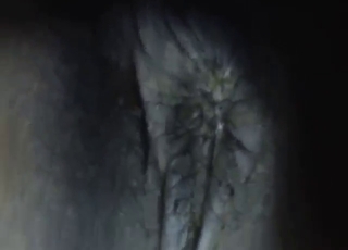 Horse featured in zoo XXX with real hard sex