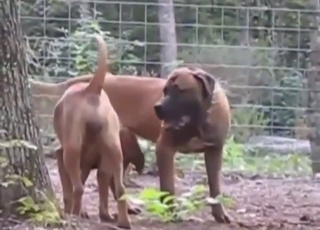 Zoophile porn clip with dog-on-dog fuckery