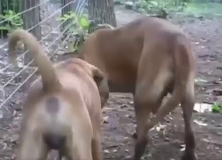 Zoophile porn clip with dog-on-dog fuckery