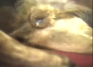 Bestiality porn with handjobs, it's so, so hot