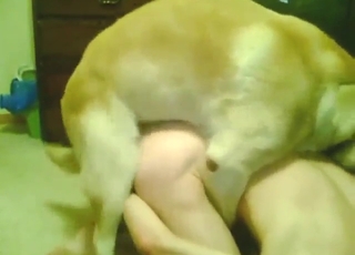 Zoophile porn with a Lab drilling into that ass