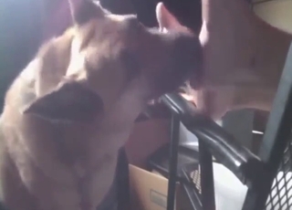 Sexy dier lik voetzolen en tenen in FF bestiality met zachte aarzelende bewegingen