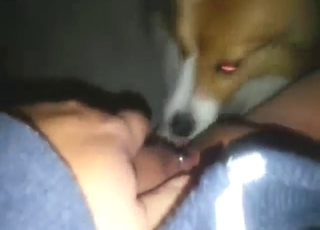 Tanned pussy on display as beast licks in POV