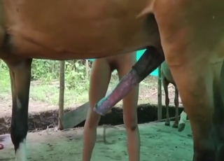 Hispanic zoo porn showing a brunette vs stallion