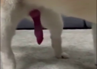 Bestiality porn movie showing a stockings girl