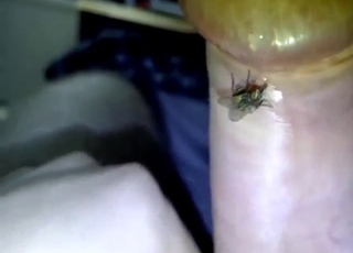 Hot bestiality porn shows a fly on his penis