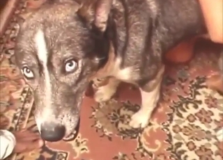 It's a great zoo fuck with a sexy brown beast