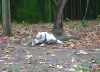 Hunden bliver meget fleksibel, mens den suger sin egen hane-kummet