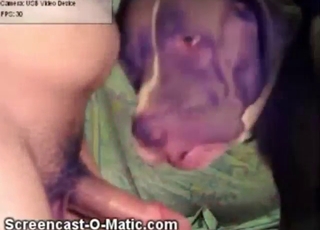 Juicy ass of a sexy animal is getting stretched