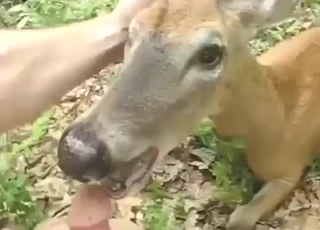 Dude wants to slide his cock in a deer's hole