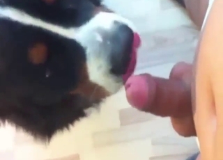 Pussy of a sexy dog will be used for fun as well