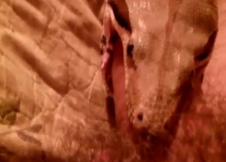 Zoo porn with snakes just feels so fucking taboo