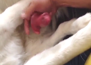 Pleasurable sex scene with a nice dog handjob