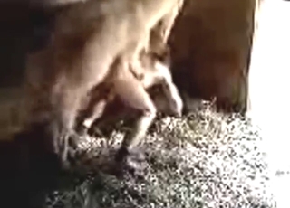 Farm animals recorded by a hidden cam in zoo porn