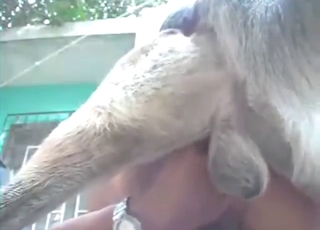 Dick for a zoophile who goes on all fours for dog