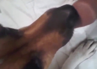 Cachorro loucamente excitado lambendo o pau humano com paixão e saliva