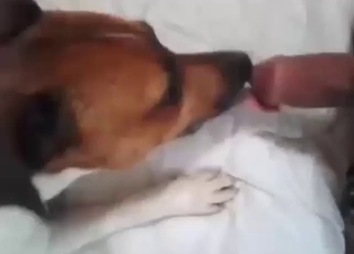 Outrageously horny dog licking human cock