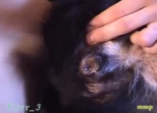 Dude's cock slides inside the animal's hot hole