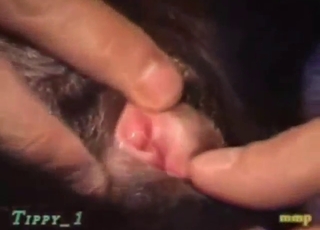 Dude's cock slides inside the animal's hot hole