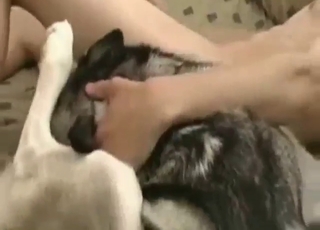 Ardently fucking that Husky bitch on a bed