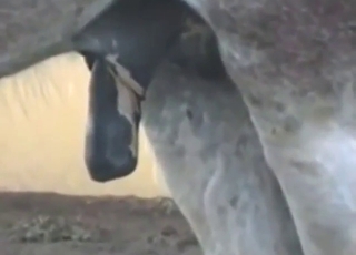 Zoo porn with a stallion showing its juicy cock