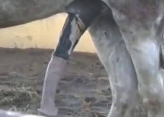 Zoo porn with a stallion showing its juicy cock