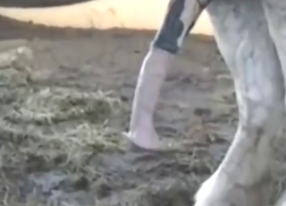 Zoo porn with a stallion showing its juicy cock