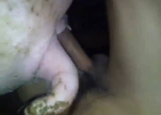 Guy is going to stretch out a pig's hole HARD