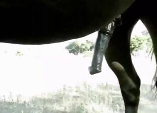 Real zoo XXX showing a horse cock stroked