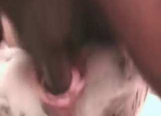 與一隻淫蕩的白色雜種狗的性交經歷