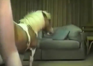 Sexed-up zoophile fucking an animal's hole