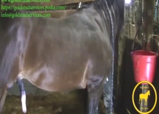 Brown stallion wants to show off appealing body