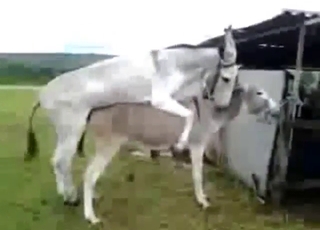 Donkey mating scene with hard pleasure outdoors
