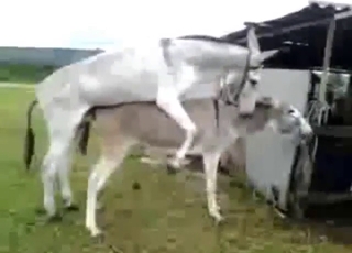 Donkey mating scene with hard pleasure outdoors