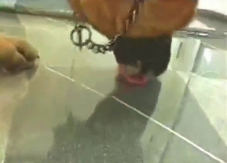 Zoo sex starts with some nice dick play up close