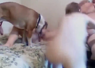 Bestiality porn with four participants cumming