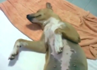 Missionary dog sex scene with a slutty animal