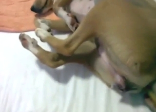 Missionary dog sex scene with a slutty animal