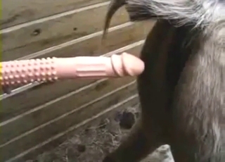 Fingering and mare fucking from a horny dude