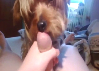 POV oral session with a dog that licks well