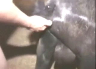 Gay goat hole fucked hard by a horny zoophile