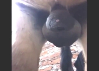 Donkey cocksucker wants his ass fucked too