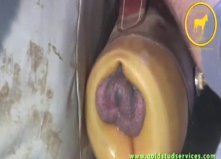 Incredible dick-pleasing session for a horse
