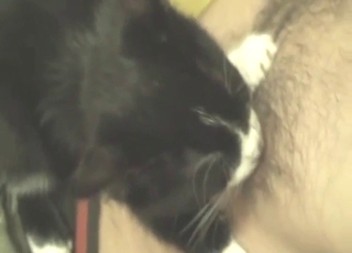 Good-looking cat uses its tongue to get the guy up