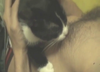 Good-looking cat uses its tongue to get the guy up